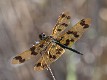 Rhyothemis graphiptera male-1